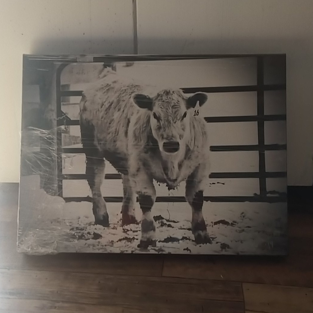 12x16 black and white steer print